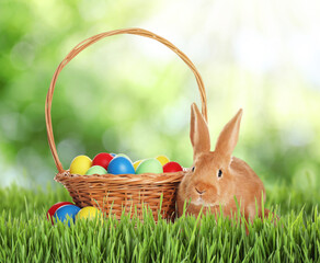 Cute bunny and colorful Easter eggs on green grass outdoors