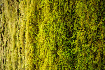 green moss background