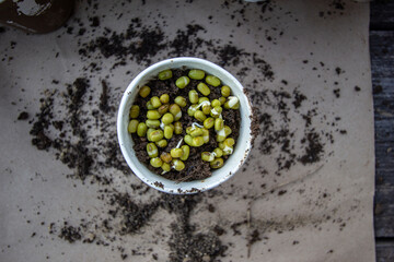 mung bean sprouts in a cup filled with earth