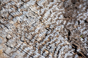 Wood Texture