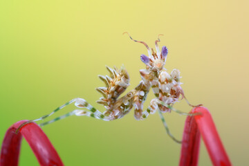 Pseudocreobotra wahlbergii flower mantis isolated on natural background 