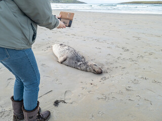 Dead seal lying on Narin beach by Portnoo - County Donegal, Ireland