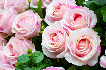Soft pink color artifical roses background texture.