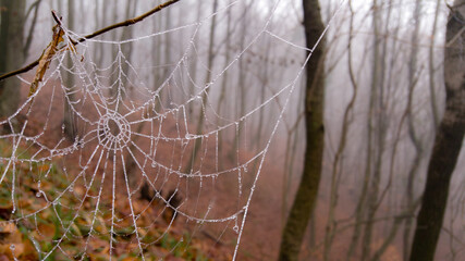 spider web adorned with drops of water in autumn fog