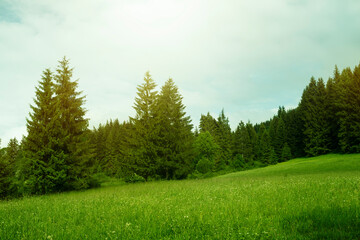 Green meadow and mountain forest in background.High quality photo