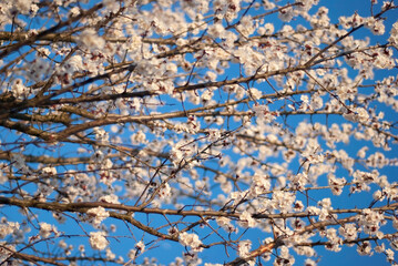 flowering buds on the tree