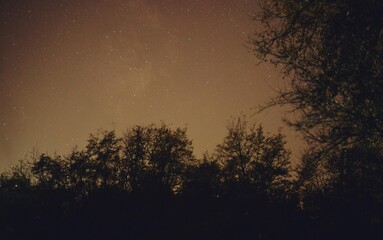 Naklejka na ściany i meble winter night sky with milky way galaxy shining trough stars and planets in the forest