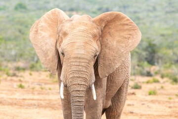 Fototapeta na wymiar african elephant in the wild