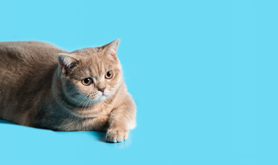 Brooding British Shorthair cat of peach color on blue background. Looking off to the side. Close-up. Copy space