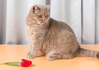 A British Shorthair cat sits next to red tulip flower and licks its lips. Pink tongue