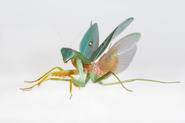 Rhombodera macro show her amazing wings