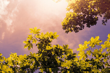 Tree leaves shot against blue sky.High quality photo.