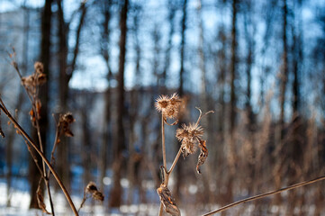 Burdock fruits on a blurred background of trees and tall buildings. Winter day.