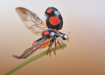 Amazing macro polish wild ladybug starting 
