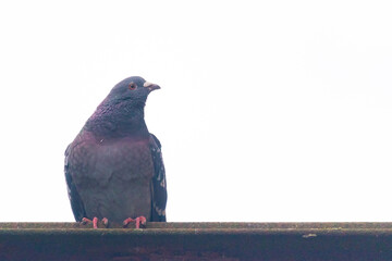 Rock dove or common pigeon or feral pigeon Close up of the head UK.