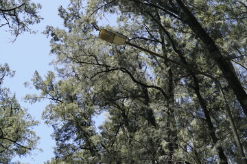 pine   closer road light view sunny day