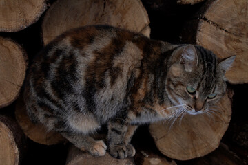 cat
