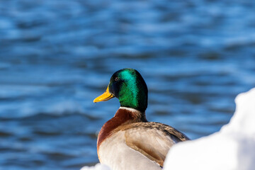 Bird. Portrait of a wild duck, Mallard drake.