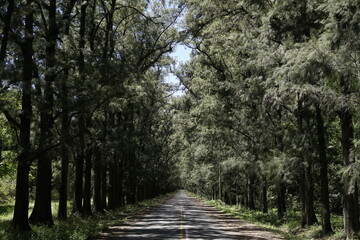 Fototapeta premium pine closer road summer view
