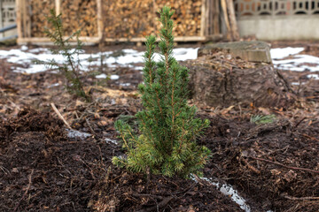 Caucasian fir needles from an old Christmas tree scattered in a thin layer on the lawn