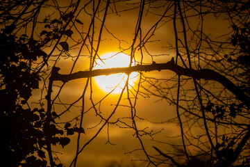 The sun is falling in sunset time through tree silhouette