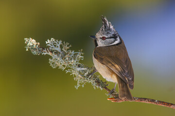 European crested tit. (Lophophanes cristatus). A little cute bird with a crest on its head.