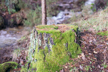 Closeup of a tree stump covered in mosses in a forest under the sunlight