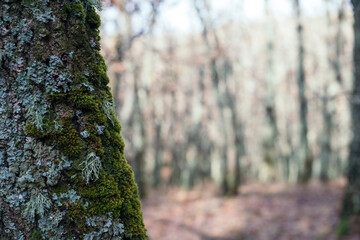 Obraz premium Closeup of tree bark covered in mosses under the sunlight with a blurry background