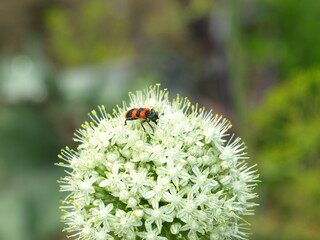 Owad na kwiatku © Jacek