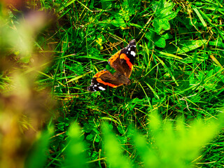 Butterfly Vanessa Atlant sat in the grass on the ground. High quality photo