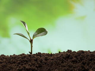 Young Plant Growing at Morning Sunlight