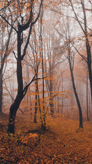 autumn foggy landscape in the middle of a wild deciduous forest. amazing multicolored leaves in the wild