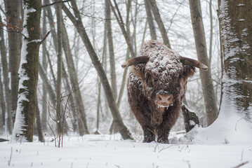 scottish highlander cow in winter under snow. in the woods in a snowy environment. cold and freezing. Feb 2021 flevoland the netherlands