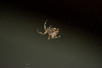 Spider Night Web Closeup