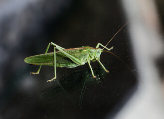 Large green bush-cricket sitting on glass, body reflecting