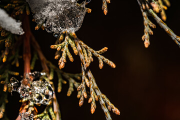 Close-up of colorful thuja at winter time. Ice drop. Detail macro horizontal shot.