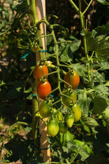 An F1 Trilly Tomato Plant growing in Friuli-Venezia Giulia, north east Italy. It is a an F1 - a first generation hybrid
