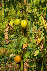 A bunch of unripe yellow date tomatoes growing in Friuli-Venezia Giulia, north east Italy
