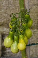 A bunch of unripe heirloom yellow pear tomatoes, sometimes known as Beam's Yellow Pear, growing in Friuli-Venezia Giulia, north east Italy
