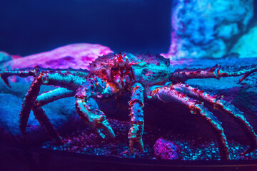 Giant crab lobster in blue red neon light under water in aquarium. Sea ocean marine wildlife animal with claws crawling on ground in water. Underwater sea life. Water nature fauna background.