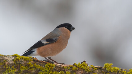 bird, natur, robin, wild lebende tiere, tier, ast, bird, wild,