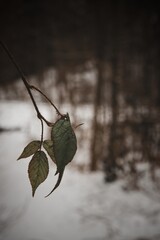 The last green leaves on a frosty and snowy day