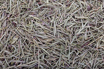 Dried rosemary background. Spice background.