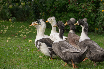 animal geese on the grass