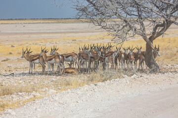 Springboks standing in the shadow of a tree in Etosha National Park of Namibia