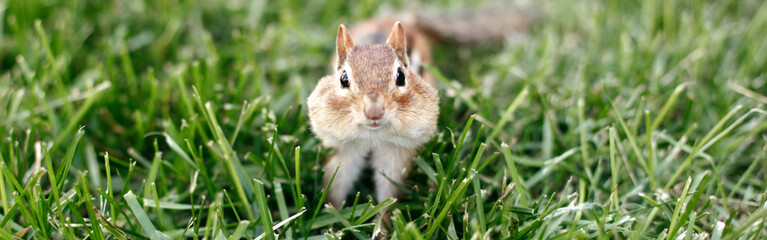Naklejka na ściany i meble Chipmunk with large cheeks pouches sitting in green grass. Yellow ground squirrel chipmunk Tamias striatus hiding food in cheeks. Wild rodent animal in nature outdoors. Web banner header.