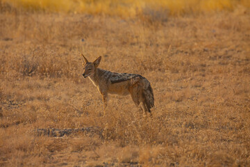 Black backed jackal in the wilderness of Etosha national Park of Namibia