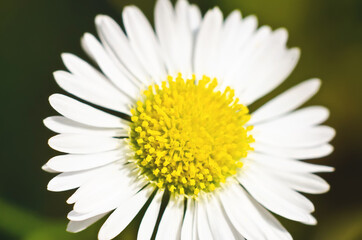 Obraz premium flower macro