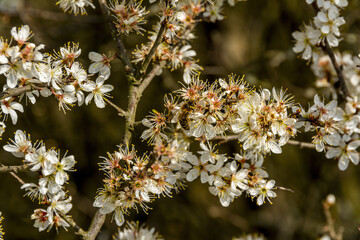 Closeup shot of bees collecting nectar on a blackthorn
