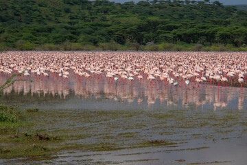 Fototapeta na wymiar flamingos in Baringo Lake of Rift Valley Lakes, North Kenya